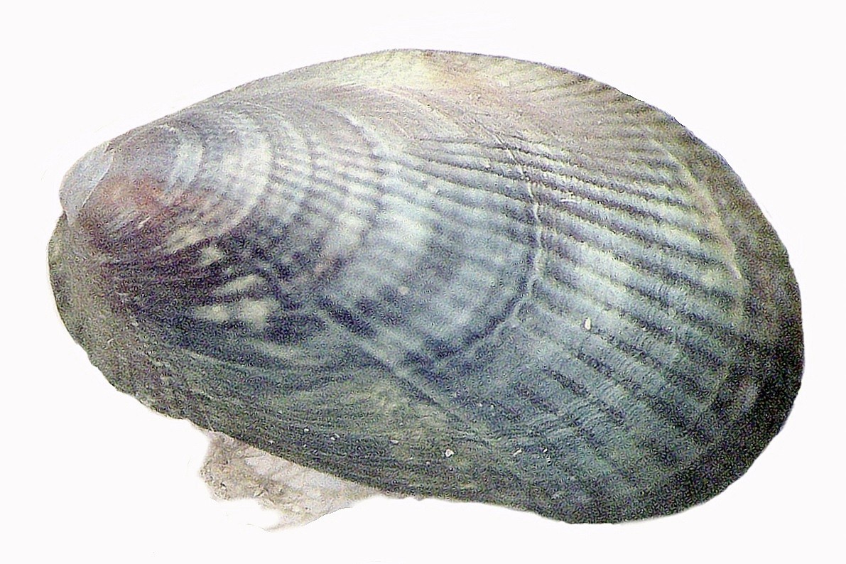 mytilidae e trochidae